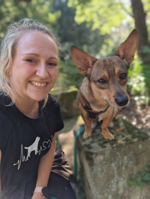 Hundeschule Bild